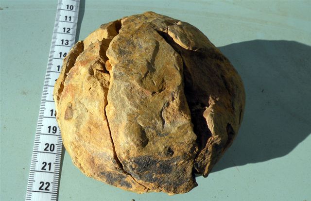 Trilobiti verosimilmente marocchine - terza serie